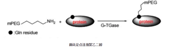 PEG聚乙二醇的分子特性及六种活化方法介绍