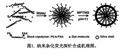 两亲性嵌段共聚物聚苯乙烯-b-聚丙烯酸(PS-b-PAA)包裹疏水性的萘酰亚胺绿色荧光分子(DPN)