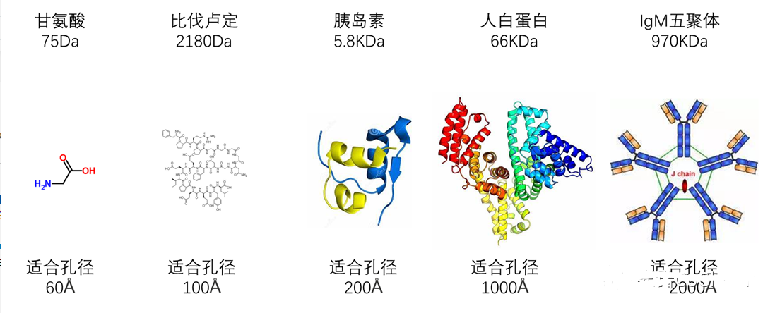 选择色谱填料孔径的依据(分子大小、分子尺寸、水化半径)