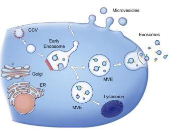 提供外泌体（Exosome）电镜DLS/NTA粒径分析表征电镜测定服务