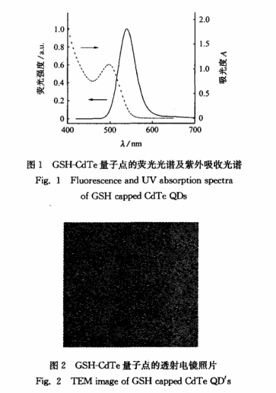 谷胱甘肽修饰的CdTe量子点(GSH/CdTe QDs)激发波长为400nm,具有良好的分散性和均匀性