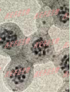 聚合物包裹Ag2S量子点载药 聚合物包裹Ag2S硫化银量子点负载小分子药物(药物包括MTX甲氨蝶呤/紫杉醇PTX/阿霉素DOX/顺铂CDDP/喜树碱CPT)