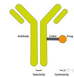 ADC抗体偶联药物定制服务（ADC-Linker）