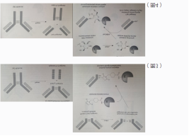 偶联氨基/羧基/巯基特殊基团的小分子化合物-蛋白交联剂