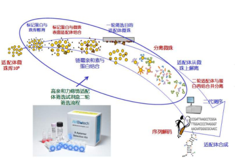 提供抗体药物偶联物ADC筛选试剂盒-新品上市