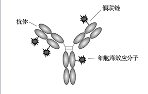 一系列可裂解接头的 ADC-Linker抗体偶联药物