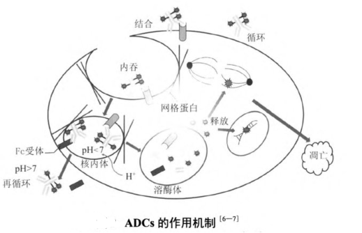 抗体偶联药物“ADC”如何消灭肿瘤细胞