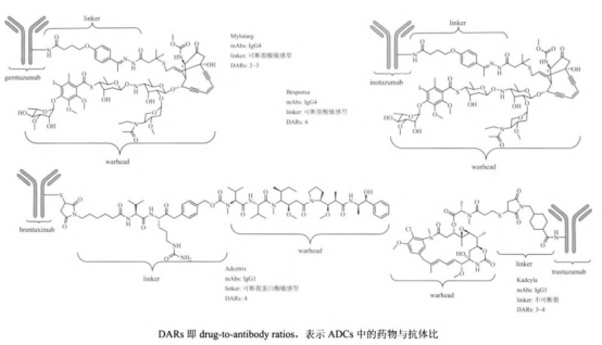 抗体偶联药物“ADC”如何消灭肿瘤细胞