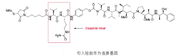 抗体药物偶联物(ADC)连接基团的四种选择