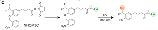 新型光控化学小分子交联剂-含NHS酯基和光保护ortho-QM(o-QM)的双功能交联剂NHQM