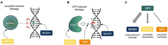 蛋白酶 WSS1A/核酸内切酶MUS81和磷酸二酯酶TDP1的特异性修复蛋白酶能酶解部分交联的蛋白质