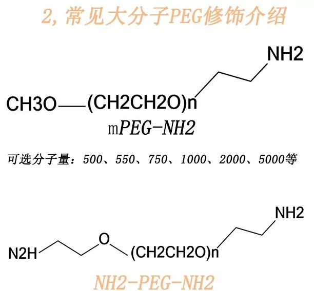 常见小分子PEG和大分子PEG的多肽修饰