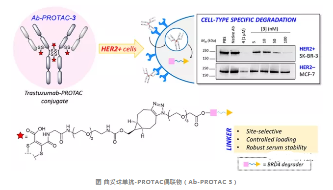 曲妥珠单抗-PROTAC偶联物(Ab-PROTAC)的结构及介绍