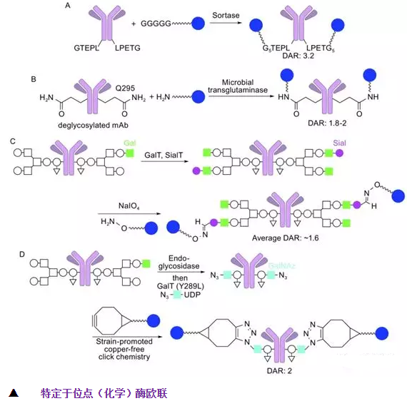 抗体-药物偶联物(ADC)接头连接器和偶联策略介绍(图文并茂)