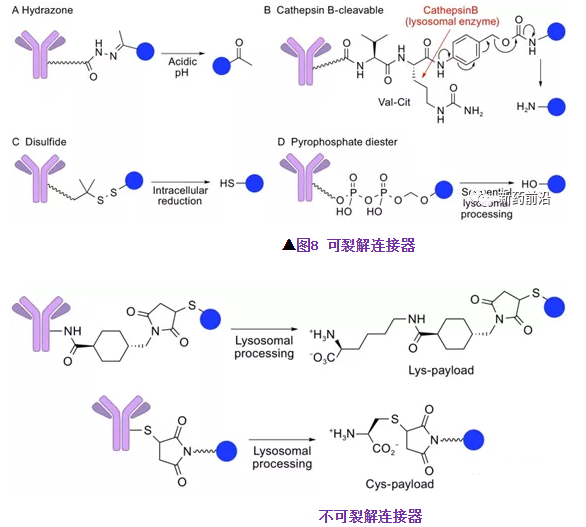 抗体-药物偶联物(ADC)接头连接器和偶联策略介绍(图文并茂)