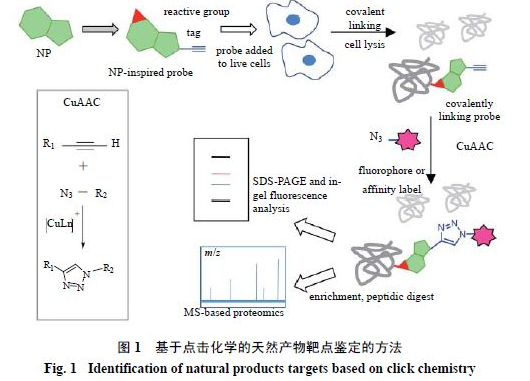 1617956965742867.png “点击化学”在中药活性成分靶点鉴定中的优势及方法