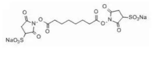 BS3 Crosslinker交联剂 cas:82436-77-9 双琥珀酰亚胺辛二酸酯钠盐的使用说明书