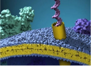 成纤维细胞膜碳纳米管 成纤维细胞膜碳纳米管,Carbonnhaiotubesinfibroblastmembrhaie,制备方法(薄膜包覆法)