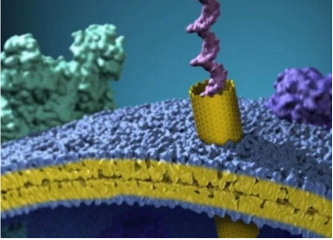 成纤维细胞膜碳纳米管,Carbonnhaiotubesinfibroblastmembrhaie,制备方法(薄膜包覆法)