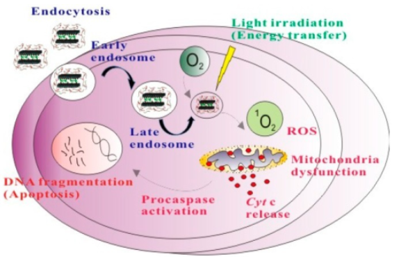 定制-荧光标记ICG-Ferredoxin   吲哚菁绿ICG标记铁氧还蛋白