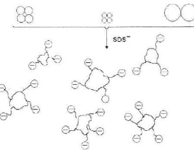 定制-ICG-ApoE 吲哚菁绿ICG标记载脂蛋白E ICG-apolipoprotein E/ 吲触珠蛋白 ICG-haptoglobin  ICG-HP