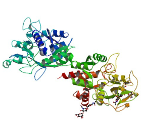 ICG-Lactoferrin 吲哚菁绿荧光标记乳铁蛋白的生物学功能