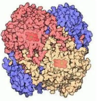 定制-荧光标记ICG-Catalase 吲哚菁绿标记过氧化氢酶/ 粘蛋白ICG-Mucin/氯化血红素血晶素ICG-Hemin