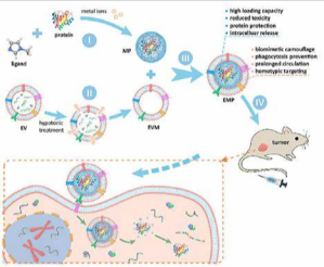 ORSC-2肾癌细胞膜复合纳米脂质体|同源细胞膜包载多西他赛长循环脂质体|薄膜包覆法制备