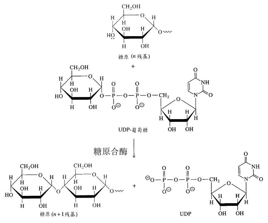 UDP糖|尿苷二磷酸(UDP)糖基转移酶相关基因（UDP-半乳糖、UDP-木糖与UDP-D-甘露糖）的表达