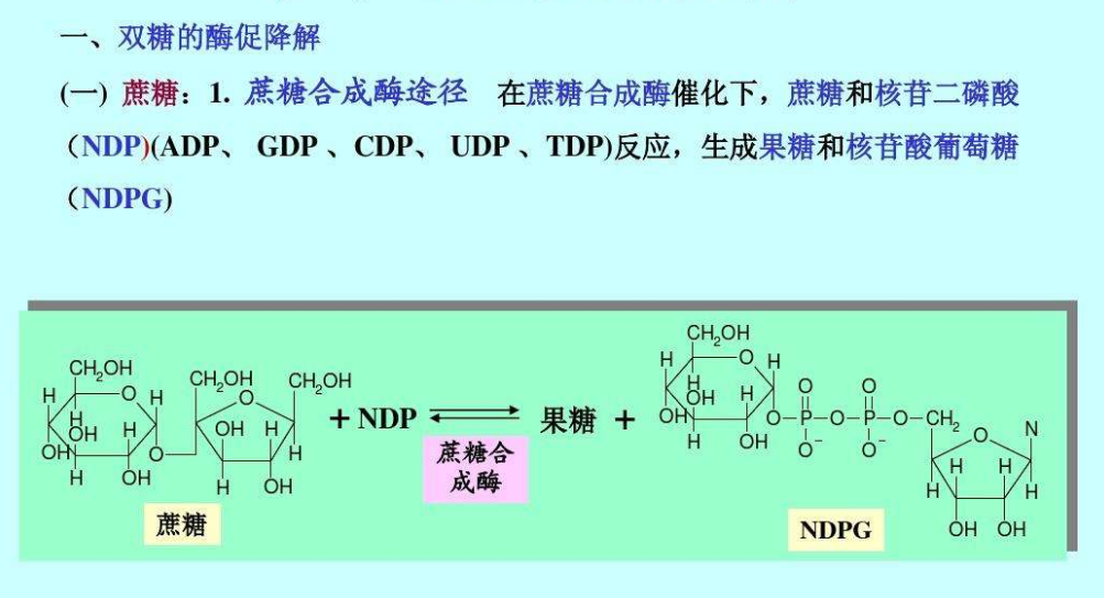 UDP糖|尿苷二磷酸葡萄糖(UDP—glucose)，GDP-甘露糖GDP-mhainose，胞嘧啶二磷酸3-脱氧-D-岩藻糖(CDP-abequose)的定制合成