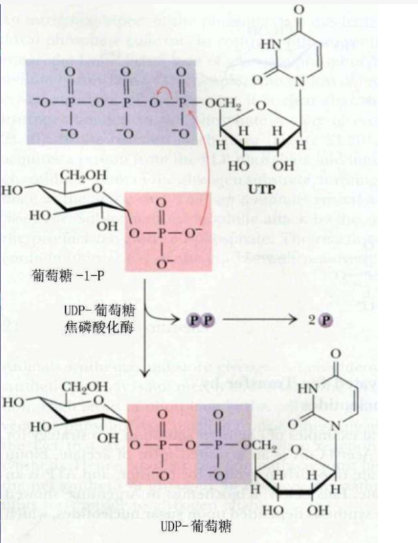 UDP糖 | UDP-葡萄糖焦磷酸化酶(UGPase)催化葡萄糖1-磷酸(Glc 1-P)和UTP产生UDP-葡萄糖(UDP-Glc)的可逆反应