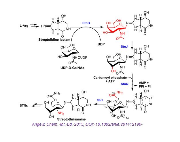 UDP糖| 尿苷二磷酸葡萄糖-4-表异构酶(UDP-glucose-4-epimerase)可以介导UDP-Gal和UDP-Glu之间的相互转换