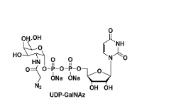 UDP-GalNAz，UDP-N-azidoacetylgalactosamine，UDP-GalNAz.2Na，UDP糖