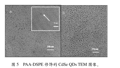 CdSe硒化镉量子点修饰DSPE-PAA的研究介绍(含PAA-DSPE的结构示意及功能解析)