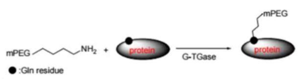 常用的PEG修饰蛋白质以及活化方法有哪些？