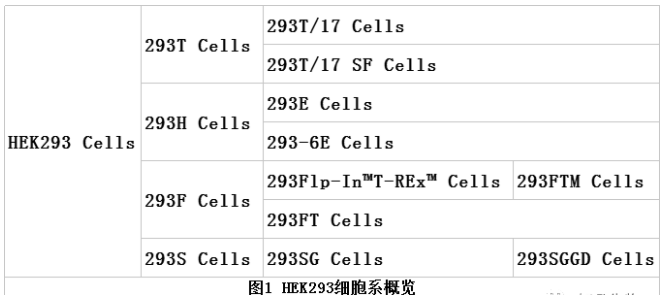 HEK-293细胞的分支详细介绍