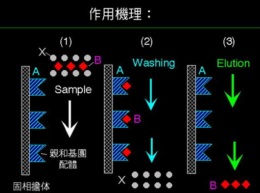 AC亲和层析的介绍及其原理