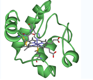 绿色荧光素标记细胞色素C-FITC-Cytochrome C的应用以及相关产品