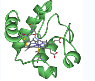 细胞色素 绿色荧光素标记细胞色素C-FITC-Cytochrome C的应用以及相关产品