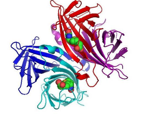 Streptavidin Cy7.5-conjugated Streptavidin;Streptavidin-CY7.5;Streptavidin ;Cy7.5 Conjugated Cy7.5标记链霉亲和素 Cy7.5-Streptavidin