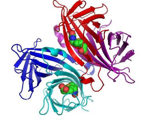 Cy7.5-conjugated Streptavidin;Streptavidin-CY7.5;Streptavidin ;Cy7.5 Conjugated  Cy7.5标记链霉亲和素  Cy7.5-Streptavidin