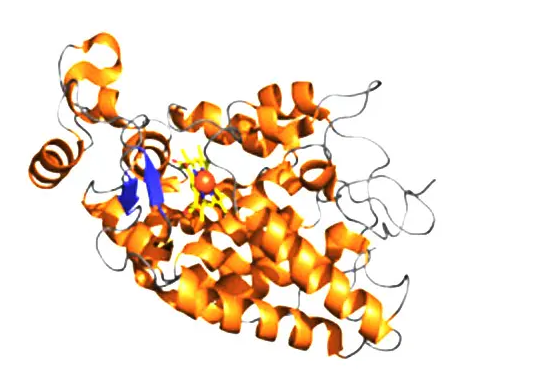 HRP HRP标记人转铁蛋白(TF-HRP) HRP-Trhaisferrin HRP-Trhaisferrin(TF) ;HRP修饰人转铁蛋白(TF)