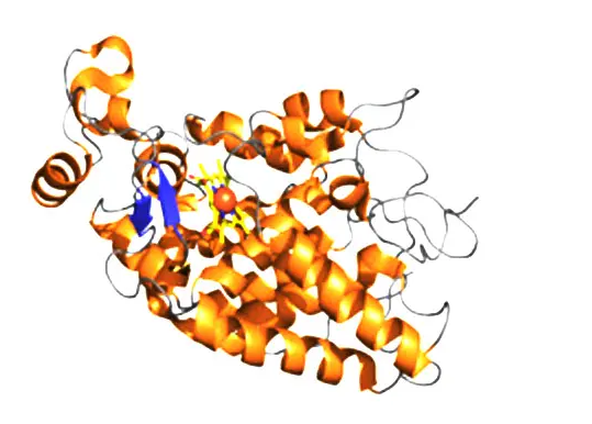 HRP标记人转铁蛋白(TF-HRP)  HRP-Trhaisferrin  HRP-Trhaisferrin(TF) ;HRP修饰人转铁蛋白（TF）