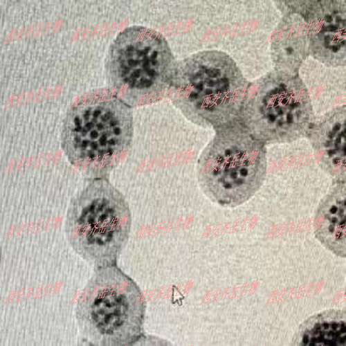 聚合物包裹Ag2S量子点载药(MTX甲氨蝶呤,紫杉醇PTX,阿霉素DOX,顺铂CDDP,喜树碱CPT)