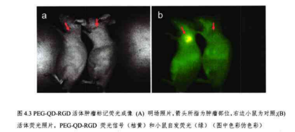 PEG-CdHgTe-RGD PEG修饰RGD-CdHgTe量子点|PEG修饰RGD偶联近红外水溶性CdHgTe量子点(PEG-RGD-CdHgTe)