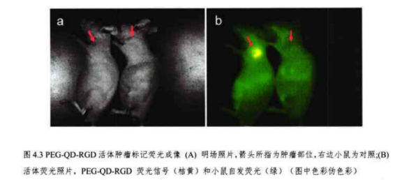 PEG修饰RGD-CdHgTe量子点|PEG修饰RGD偶联近红外水溶性CdHgTe量子点(PEG-RGD-CdHgTe)