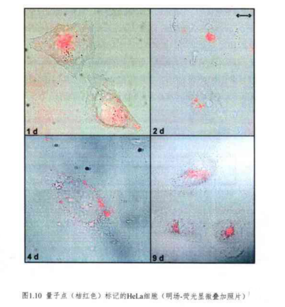 CdSe/ZnS量子点 二氢硫辛酸(DHLA)包被CdSe/ZnS量子点偶联P糖蛋白抗体(haiti-Pgp)的细胞荧光成像