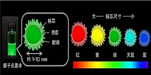 1652348038836538.png 近红外碲化镉/硫化镉锌CdTe/ZnS红色量子点偶联单克隆鼠抗人CD71抗体