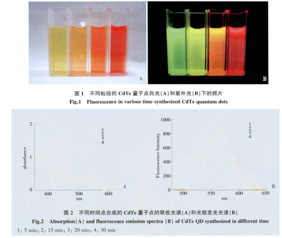 近红外发光CdTe量子点偶联克伦特罗抗体可增强荧光强度和吸光度