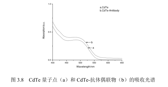 近红外发光CdTe量子点标记Brcaa1抗体(通过共价键结合方式标记)